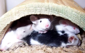 Mice in the attic infestation