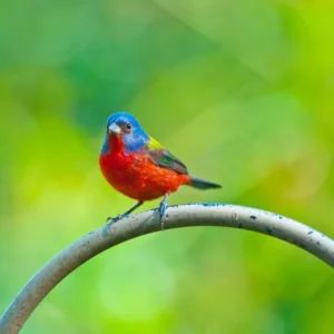 Painted Bunting