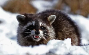 Raccoon in winter
