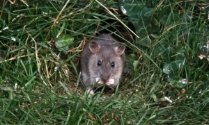 Rat in backyard