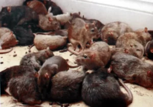 Rat infestation in the attic