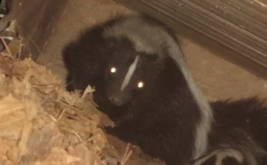 Skunk in porch