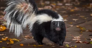 Skunks invading property
