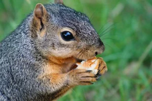 Squirrel eating