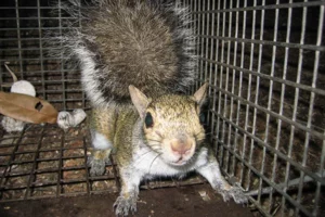 Squirrel in a cage