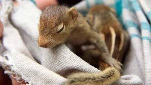 Squirrel injured