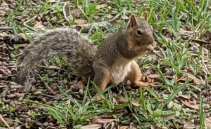 Squirrels in texas