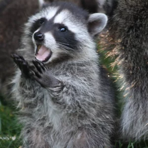 Raccoon screaming
