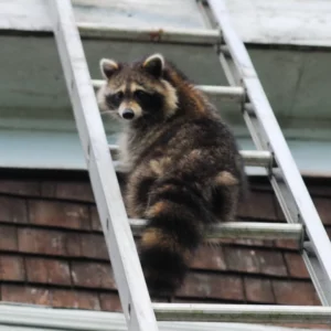 Raccoon climbing