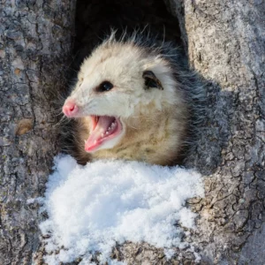 Opossum screaming