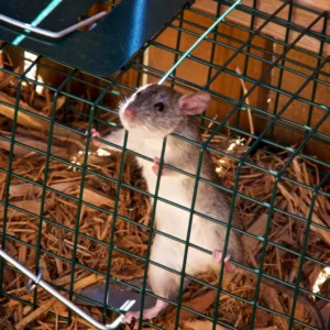 outdoor rat trap