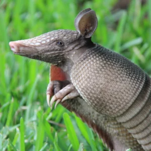 Armadillo in a yard