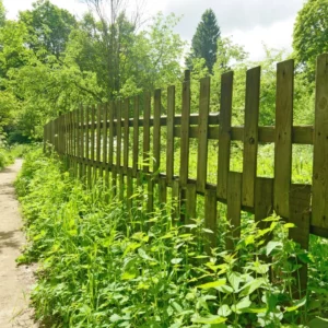 Fence around the yard