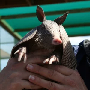 Armadillo professional removal
