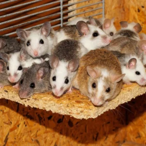 Mice infestation