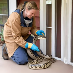 Snake expert removal
