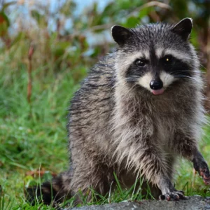 Raccoon spotted in Fort Worth. 