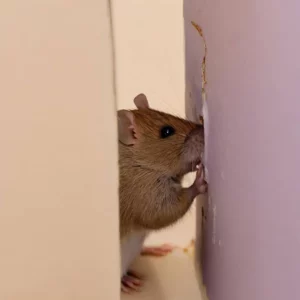 rodent scratching the wall from the inside