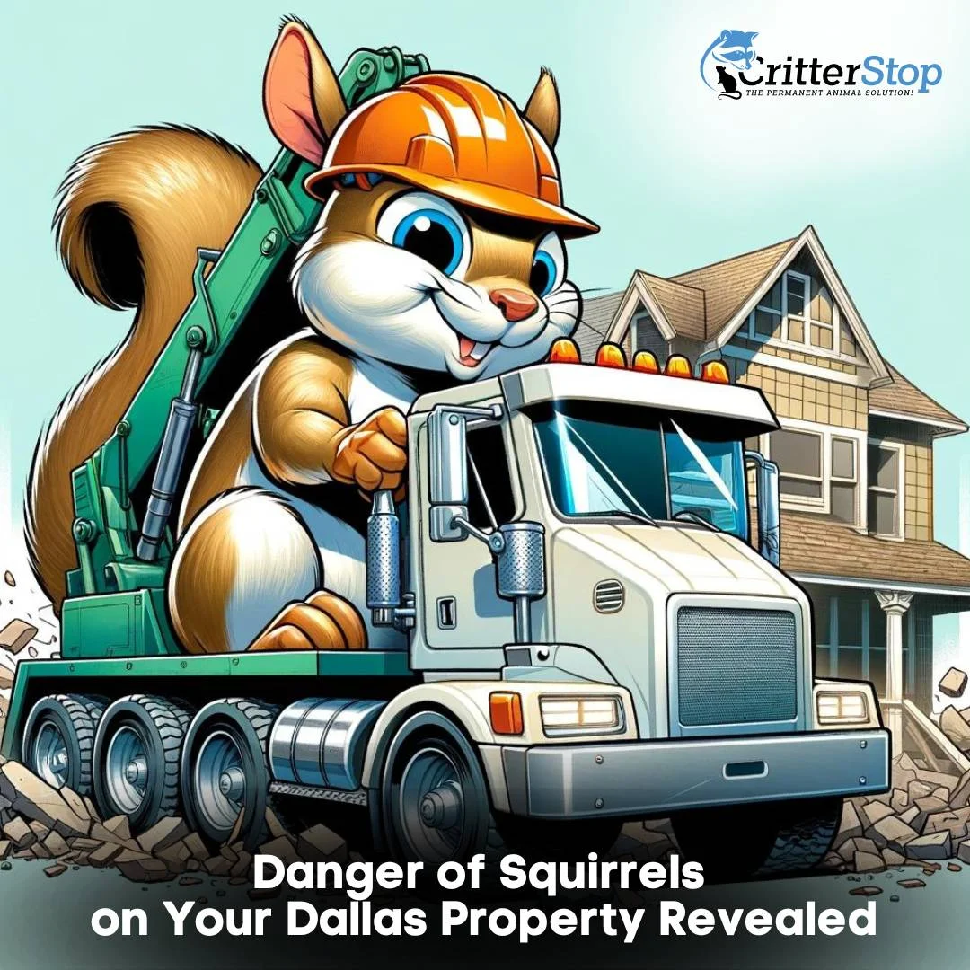 Danger of Squirrels on Your Dallas Property Revealed