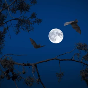 Bats are nocturnal creatures