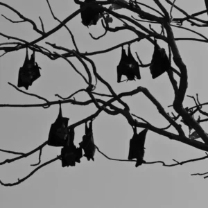 Bat infestation