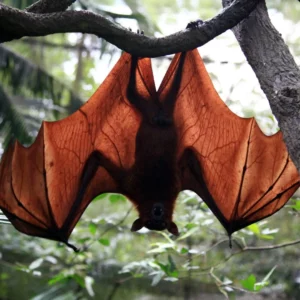 Removing Bat