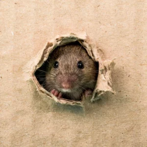 Rats can climb trees, pipes and even walls. 