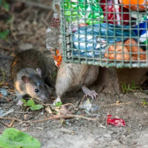 Rats and garbage