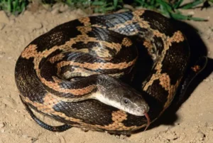 Texas-rat-snake