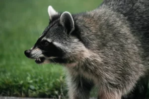 angry raccoon