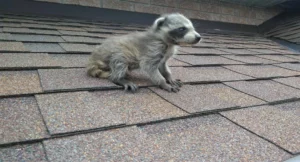 baby Raccoon is Orphaned 