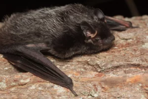 bat climbing