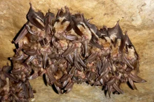 bats roosting sites