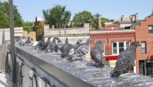 Birds droppings over a roof
