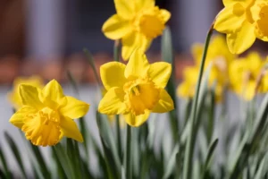 daffodils natural repellent for squirrels