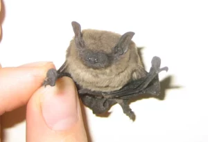 evening bat appearance