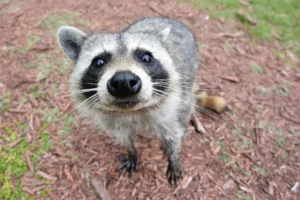 Protecting wildlife
