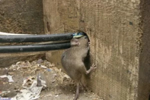 mice eating insulation