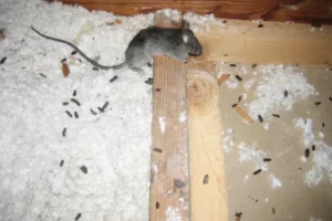 mice in the attic dropping