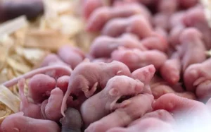 Newborn mice