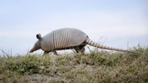 nine-banded armadillo