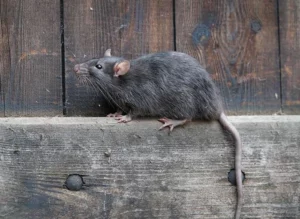 norway rat