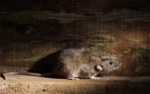 Norway rat in the basement