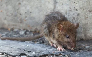 norway rat near house