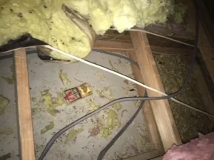 old insulation and droppings