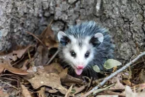 Opossum free