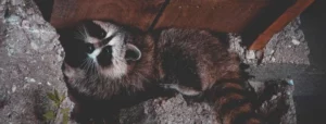 raccoon under porch