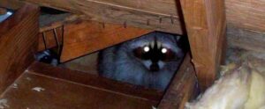 raccoon in the attic