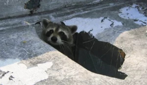 raccoon in the house