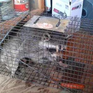 raccoon trapped in a cage
